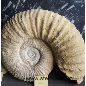 Ammonite versteinert XL